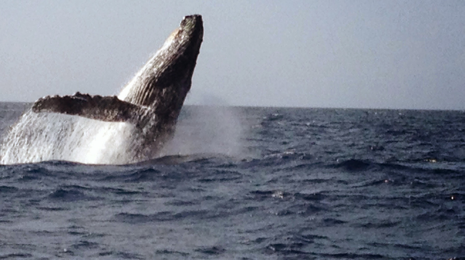 humpback whales